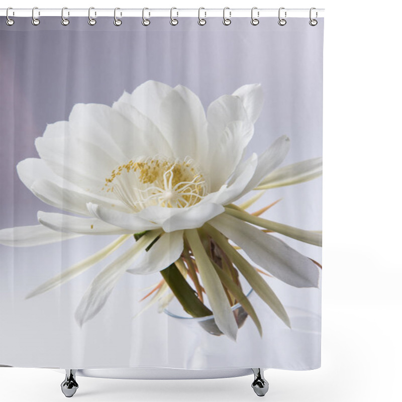 Personality  Saussurea Obvallata / Brahma Kamal Flower Or White Lotus, It Is Native To The Himalayas And Uttarakhand, India, Isolated Shower Curtains