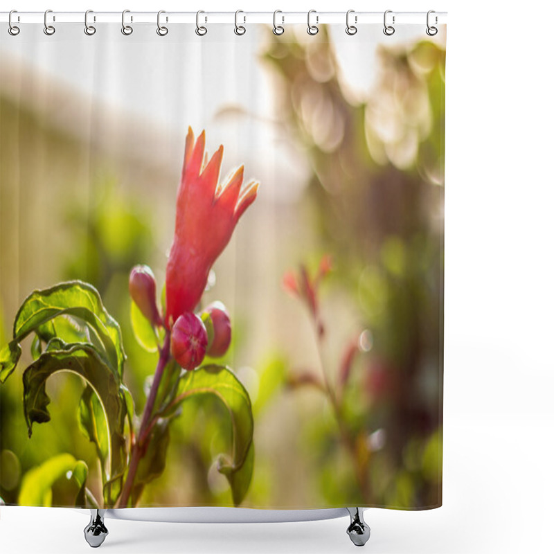 Personality  Flowers Of Pomegranate Tree Shower Curtains