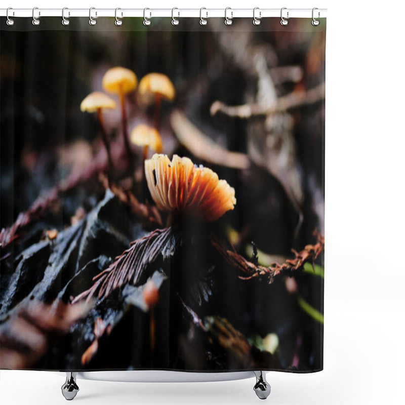 Personality  Small Orange Mushroom Growing On Wet Leaves Shower Curtains