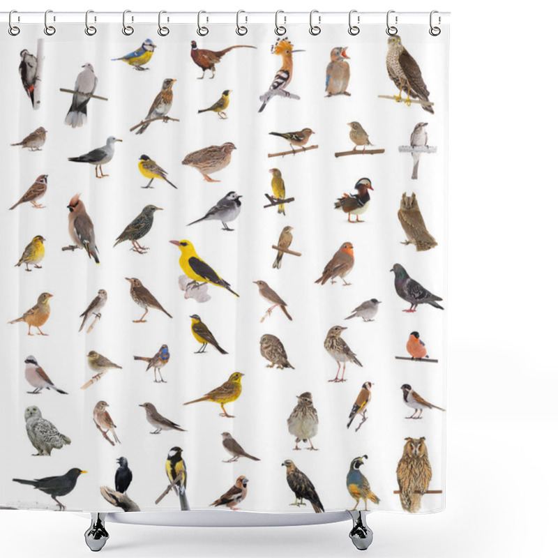 Personality  Collage Of The Wild Shower Curtains