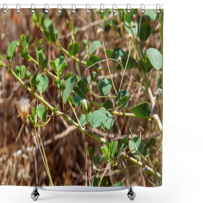 Personality  Capers On The Branches With A Natural Brown Background. Flowering, Cape Plant Or Capparis Spinosa.  Shower Curtains