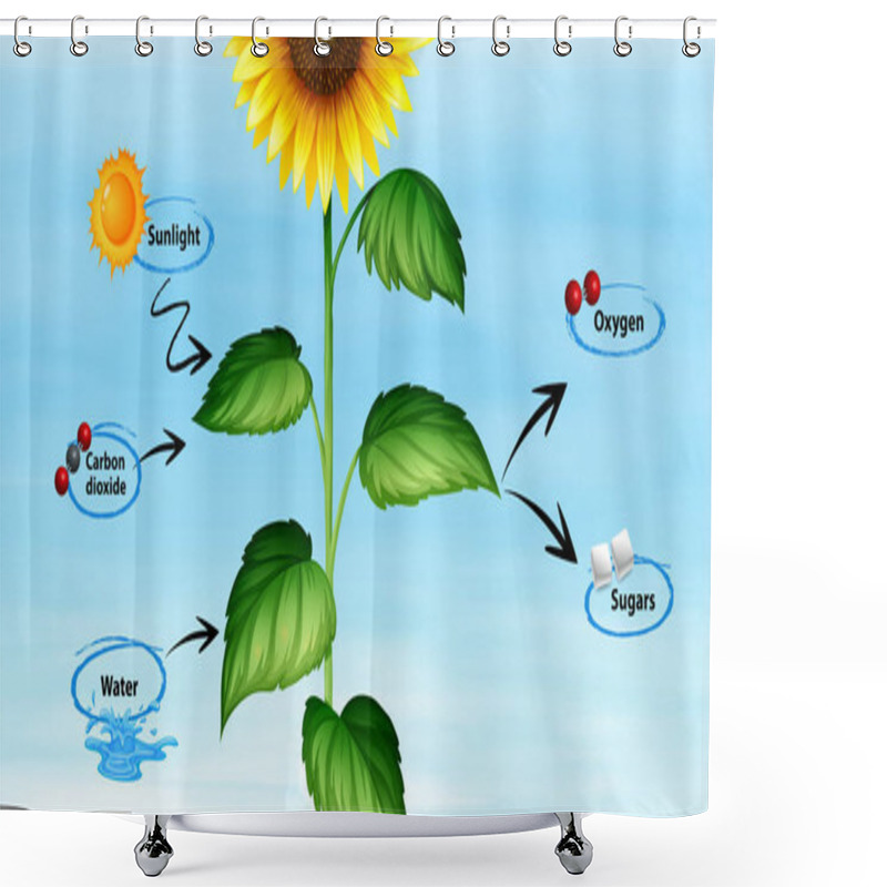 Personality  Diagram Showing Sunflower And Photo Synthesis Shower Curtains