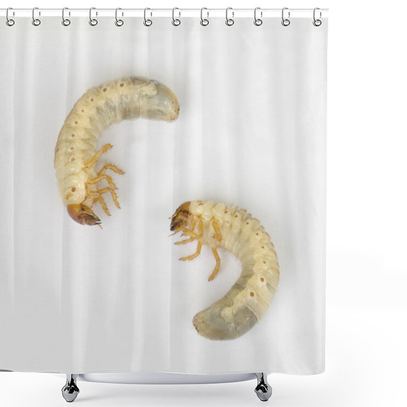 Personality  Cicada Larva Shower Curtains