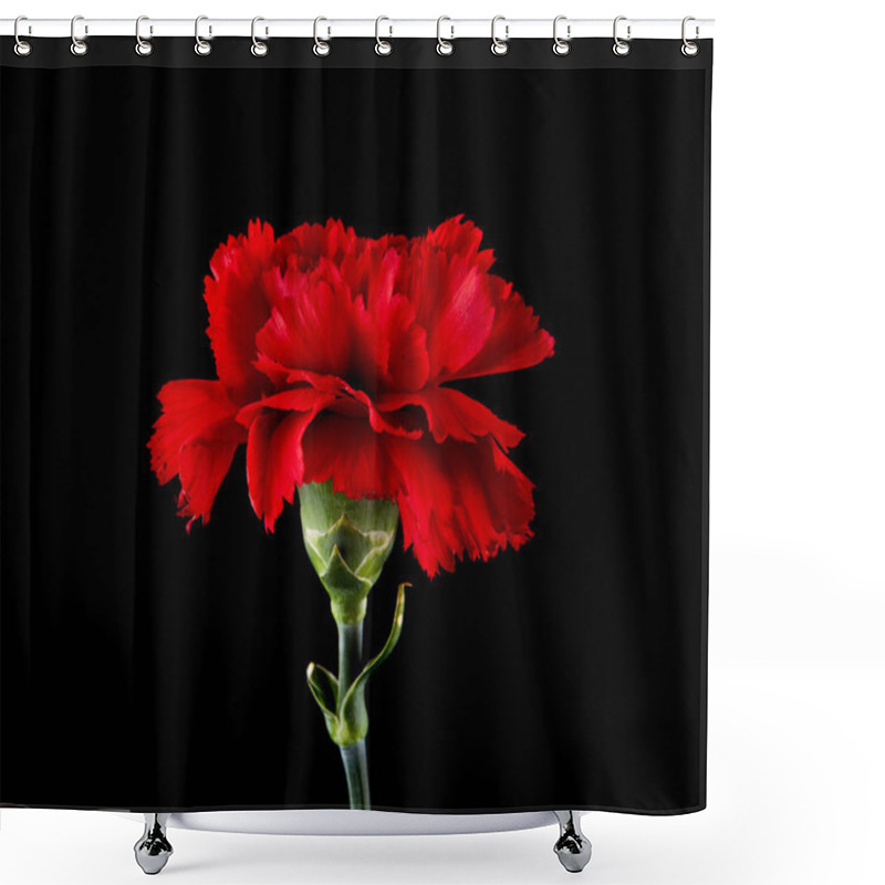 Personality  Red Carnation Isolated On Black Background Shower Curtains