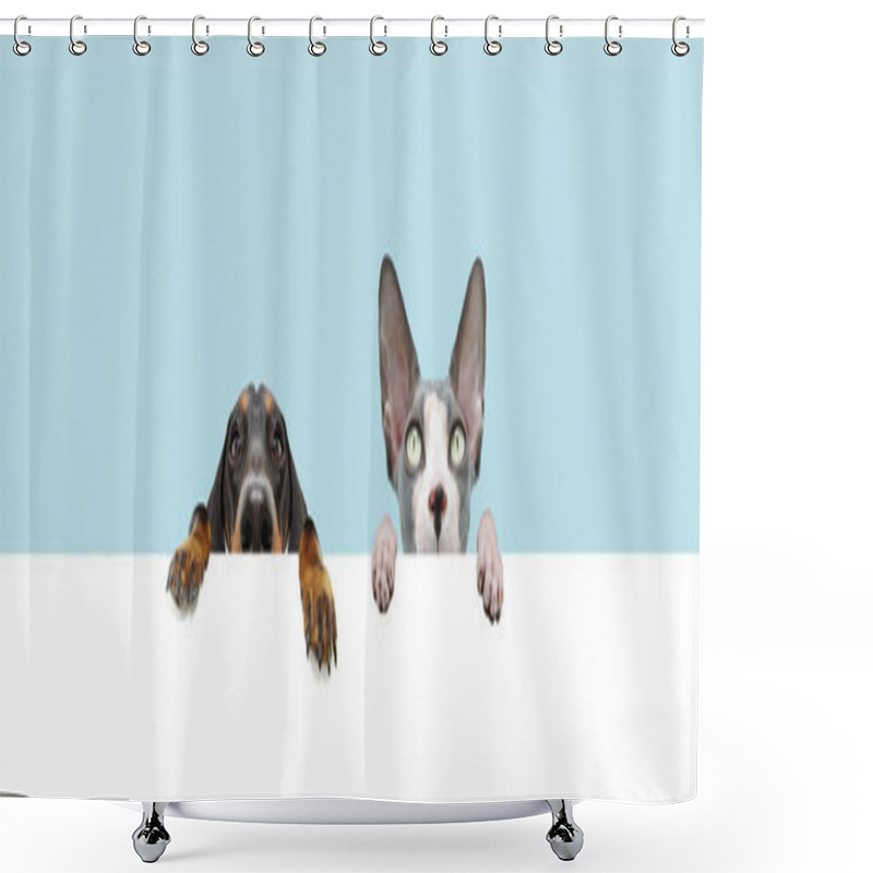 Personality  Banner Two Pets, Dachshund Dog And Sphynx Cat Hanging In A Blank In A Row. Isolated On Blue Colored Background. Shower Curtains