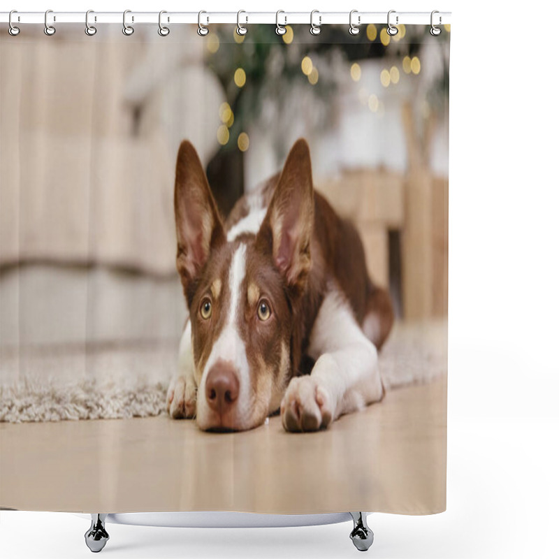 Personality  Border Collie Dog Posing At The Christmas Decoration. Shower Curtains