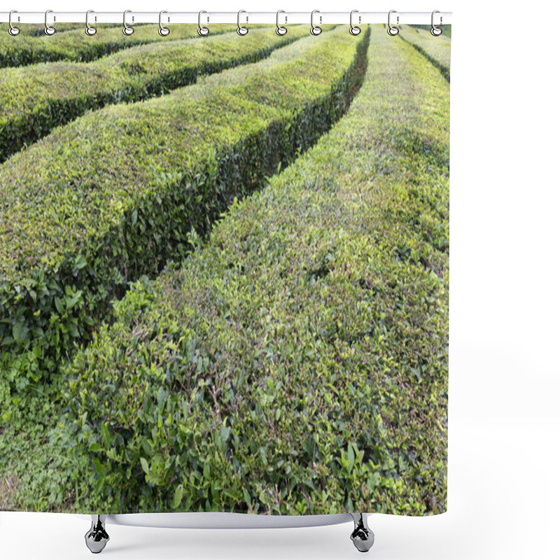 Personality  Freshly Picked Rows Of Tea Near Sao Bras On Sao Miguel In The Azores.  Shower Curtains