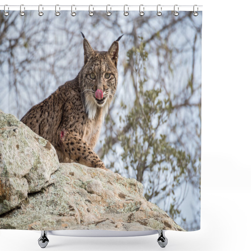 Personality  Iberian Lynx ( Lynx Pardinus) Licking Its Nose Shower Curtains