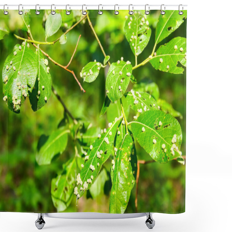 Personality  Harmful Insects Of A Garden Destroy Leaves Shower Curtains