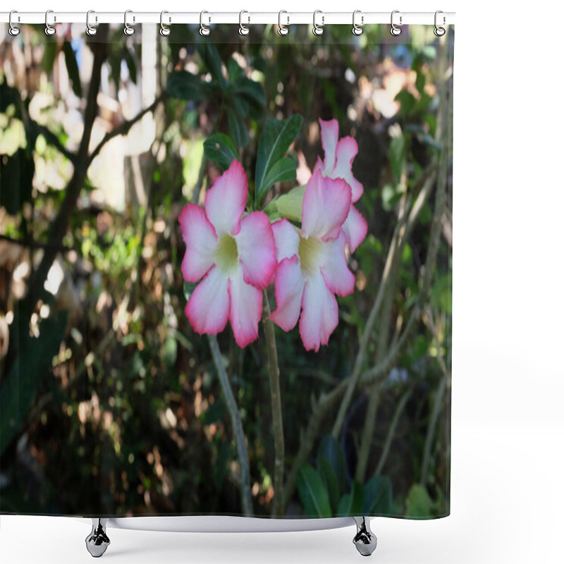 Personality  Fresh Pink Plumeria Spp. (frangipani Flower, Frangipani, Pagoda Tree Or Temple Tree)Apricynaceae Family, Are Ornamental Plants That Are Popular Because Of Their Beauty And Fragrance Shower Curtains