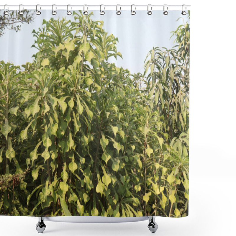 Personality  Plumeria Pudica Flower Plant On Nursery For Sell Are Cash Crops. Have Anti-allergic, Laxative, Carminative, Cytotoxic, Anti Microbial, Anti Inflammatory, Antiulcer, Anti Leprosy, Diuretic,anti-ascites Shower Curtains