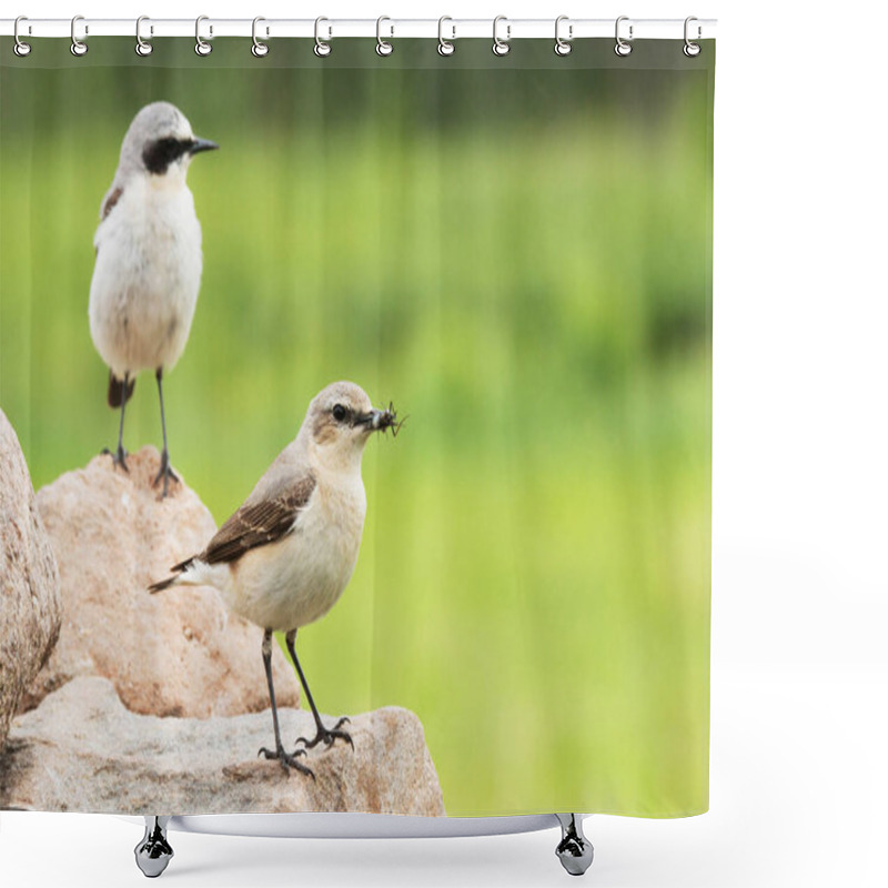 Personality  Female Northern Wheatear, Oenanthe Oenanthe With Food For The Chicks And Male Bird In The Background. Shower Curtains