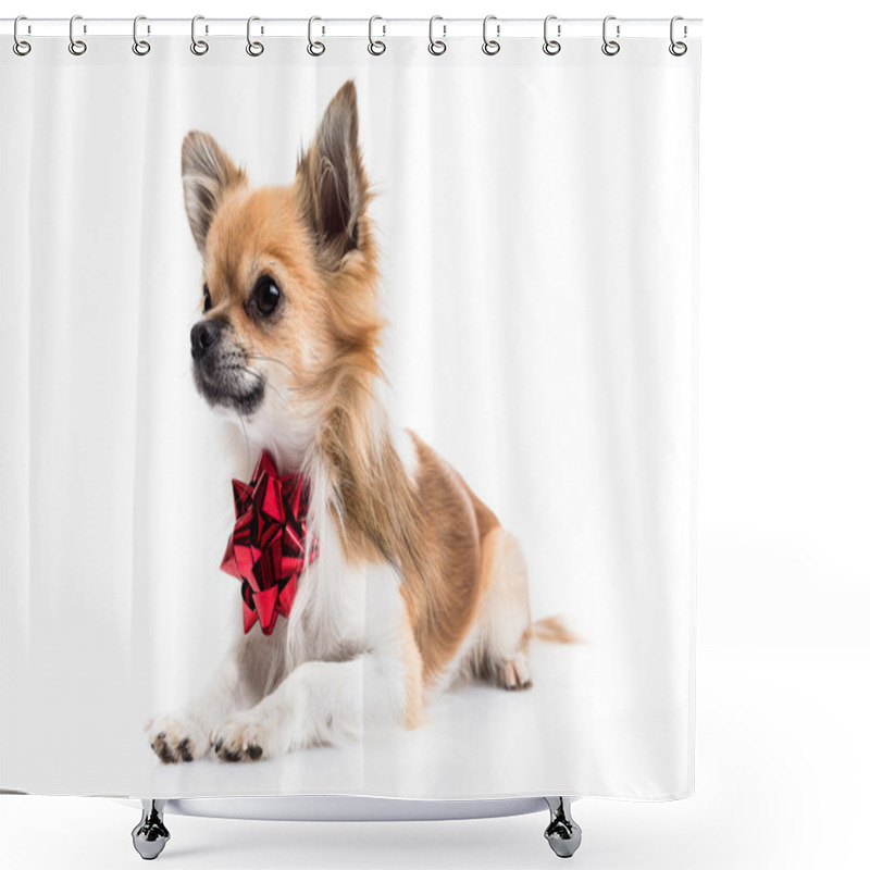 Personality  Cute Chihuahua With A Bow Shower Curtains