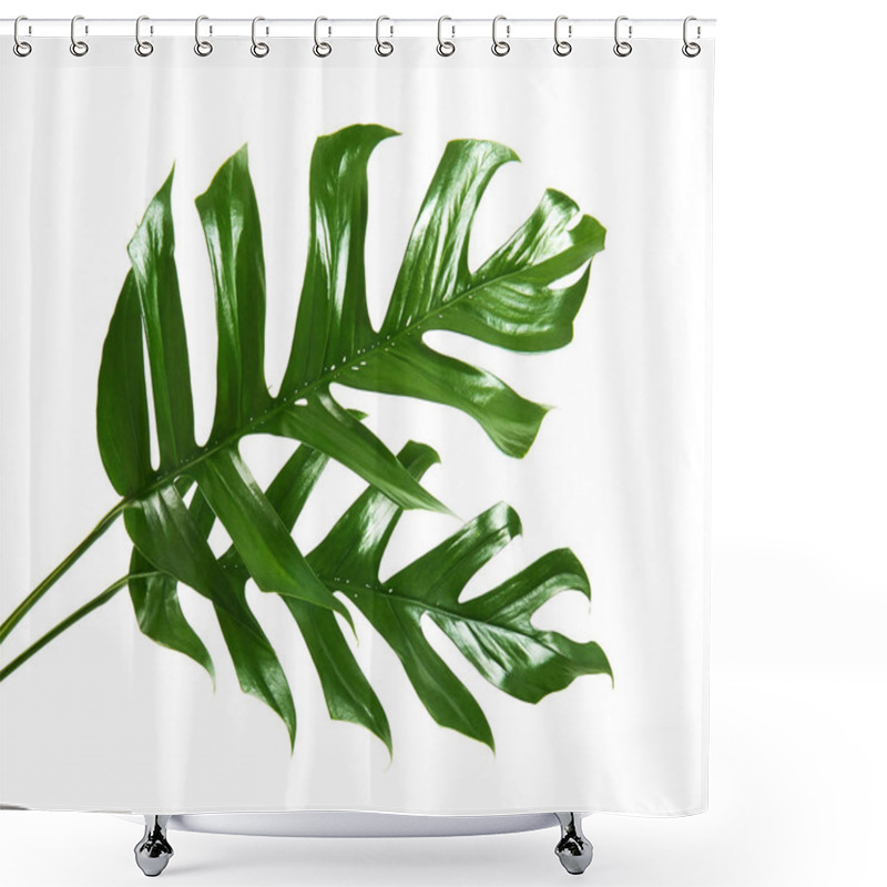 Personality  Monstera Deliciosa Leaf Or Swiss Cheese Plant, Tropical Foliage Isolated On White Background, With Clipping Path                                Shower Curtains