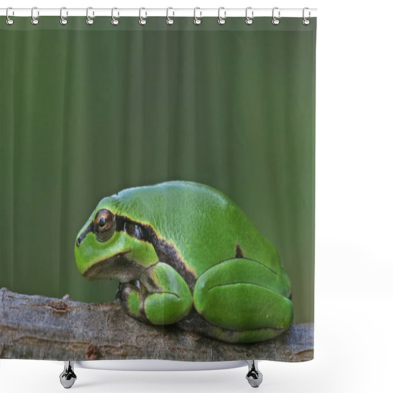 Personality  Tropical Frog, Amphibian Animal Shower Curtains