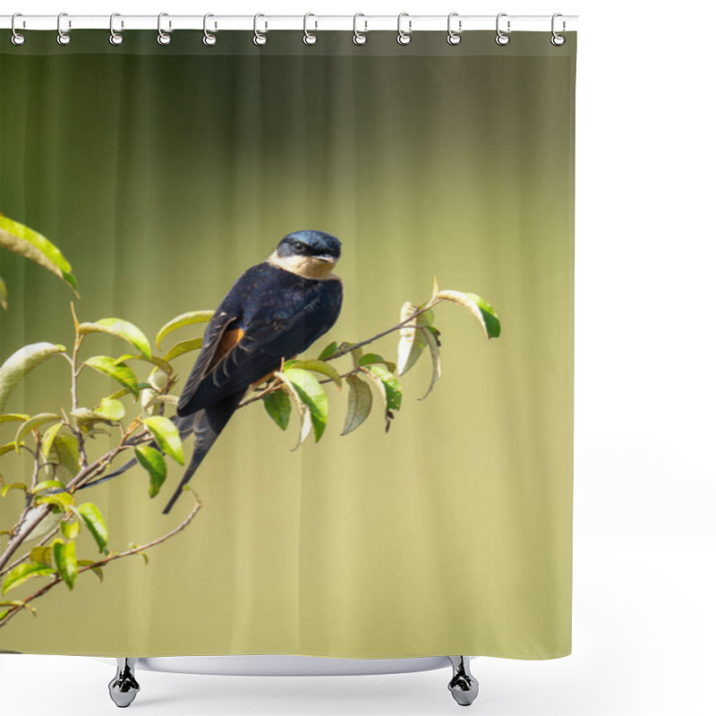 Personality  Red-rumped Swallow On Leafy Bush Watches Camera Shower Curtains