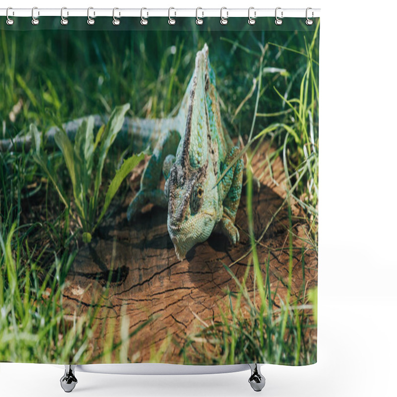 Personality  Beautiful Bright Green Chameleon Sitting On Stump Shower Curtains