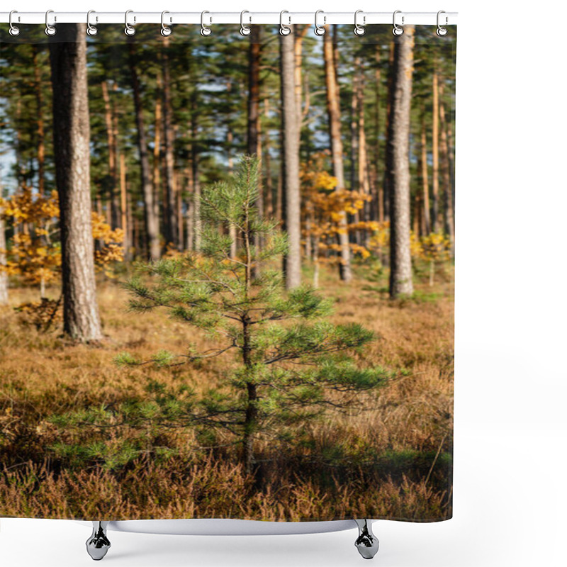 Personality  A Small Pine Tree Standing Gracefully Against The Backdrop Of A Beautiful Autumn Evening, With Warm Sunset Light Casting A Serene Glow Over The Colorful Foliage Shower Curtains