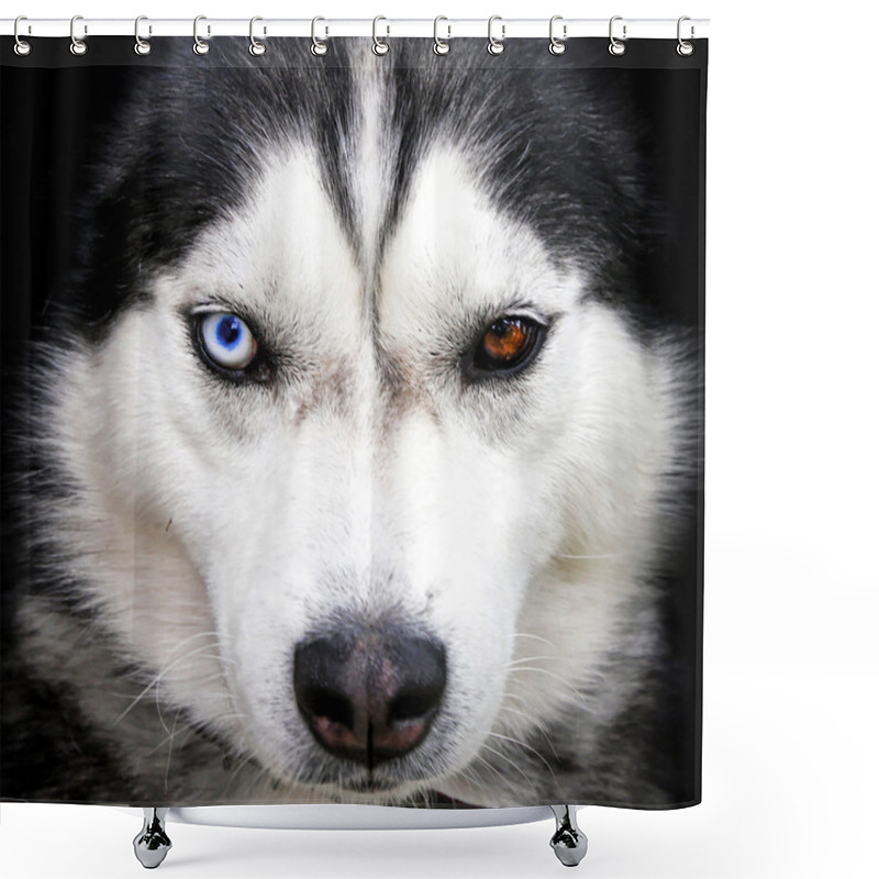 Personality  Husky Portrait Shower Curtains