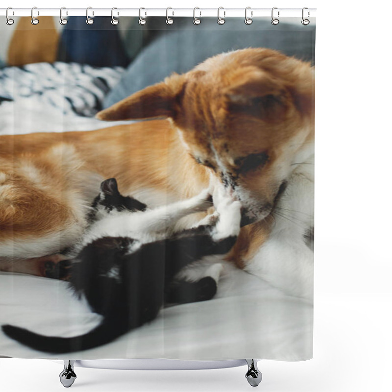 Personality  Golden Dog Playing With Cute Kitty On Bed With Pillows. Cozy Home, Adoption Concept Shower Curtains