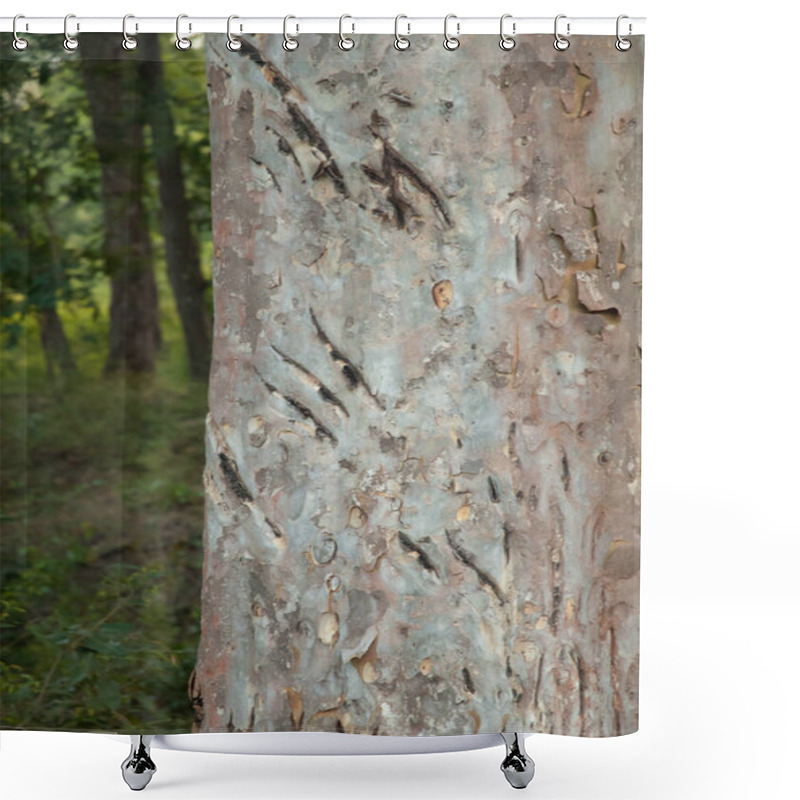 Personality  Claw Marks Of A Bengal Tiger Panthera Tigris Tigris On A Tree Trunk. Bandhavgarh National Park. Madhya Pradesh. India. Shower Curtains