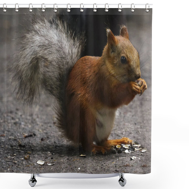 Personality  Squirrel Sits On A Path In The Park. A  Red Squirrel With A Fluffy Tail Gnaw Seeds. Close-up. Nature. Shower Curtains