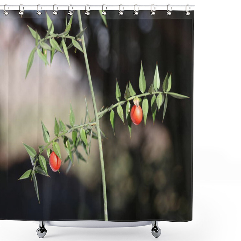 Personality  Branch Of Butcher's Broom (Ruscus Aculeatus) With Red Berry Shower Curtains