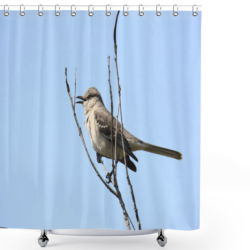 Personality  Northern Mockingbird (mimus Polyglottos) Shower Curtains