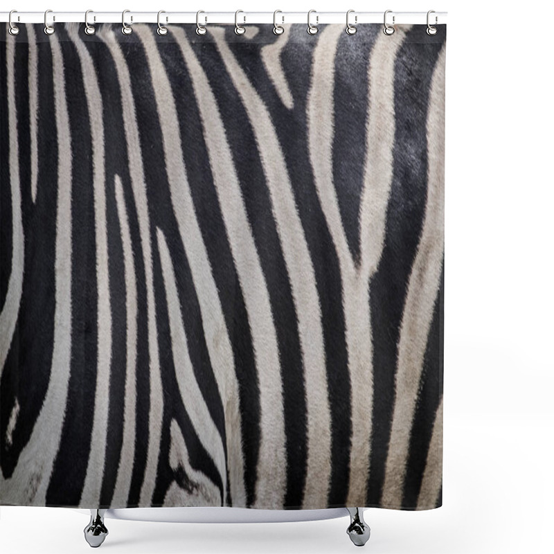 Personality  Zebra Body In Zoo Shower Curtains