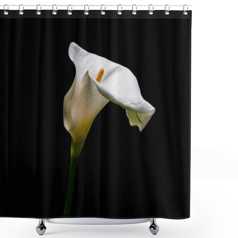 Personality  White Calla Lilly Flower Isolated On Black Background. Copy Space. Shower Curtains