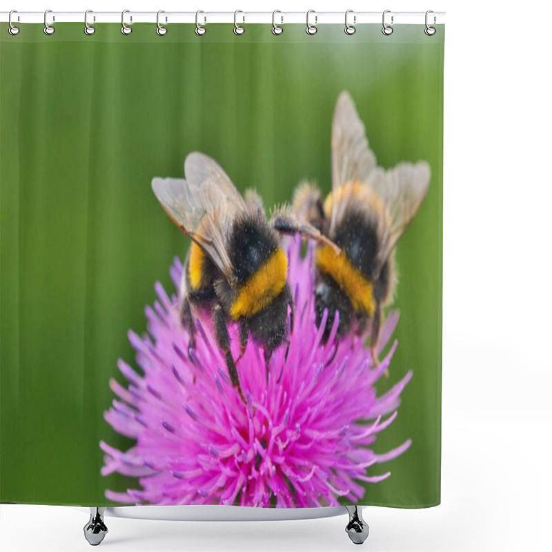 Personality  Macro Shot, Two Bees On A Pink Thistle Shower Curtains