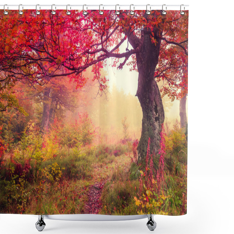 Personality  Autumn Forest Shower Curtains