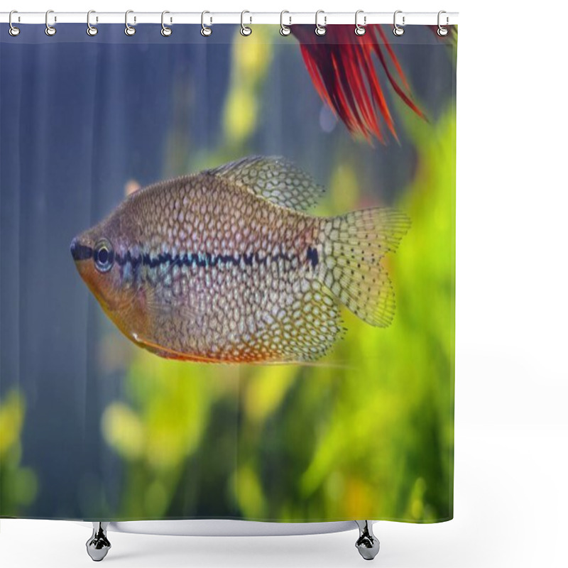 Personality  Adult Trichopodus Leerii, Widespread Aqua Trade Ornamental Labyrinth Fish Sale, Petshop Commercial Aquascape, Amano Style Planted Aquadesign, Professional Care, Shallow Dof Blur Background Shower Curtains