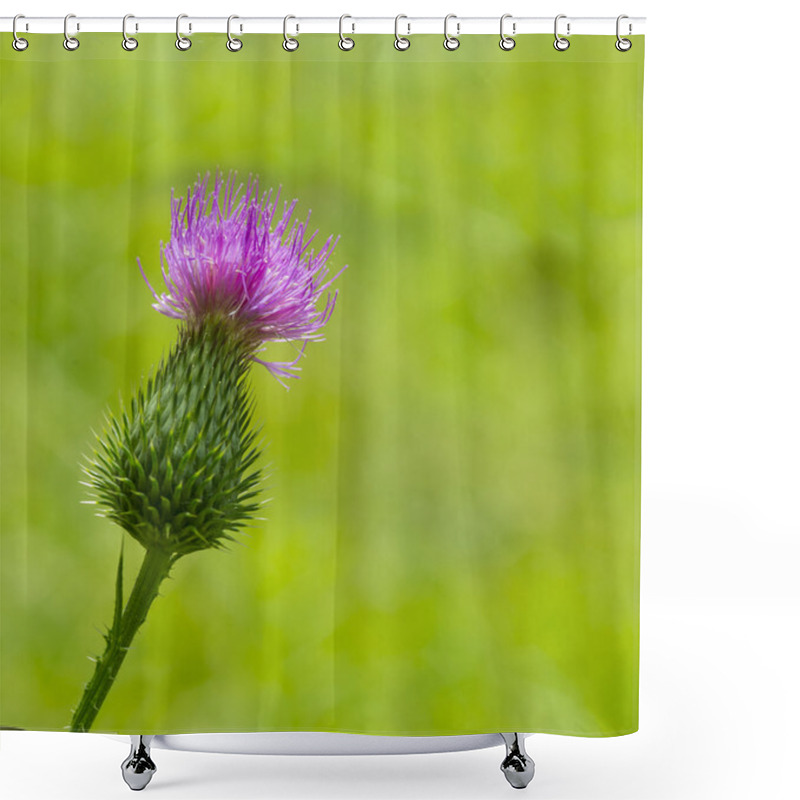 Personality  Thistle Flower Shower Curtains