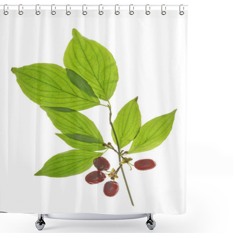 Personality  Cornelian Cherries (Cornus Mas) Shower Curtains