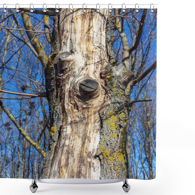 Personality  In The Spring, The Trunk Of An Ash Tree With Peeling Bark And Long-cut Branches Shower Curtains