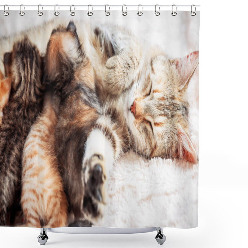 Personality  Mother Cat Nursing Baby Kittens Shower Curtains