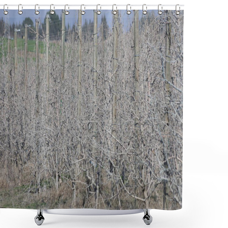 Personality  A Well-kept Dwarf Apple Orchard Treated With Bordeaux Mixture Shower Curtains