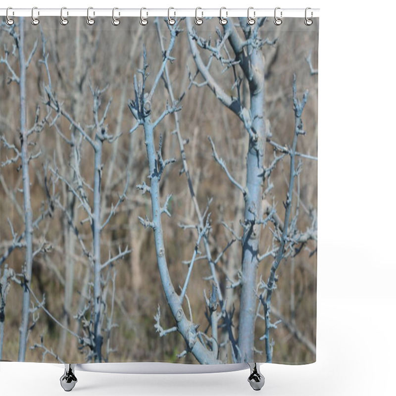 Personality  Branches Of Dwarf Apple Tree Treated With Bordeaux Mixture Shower Curtains