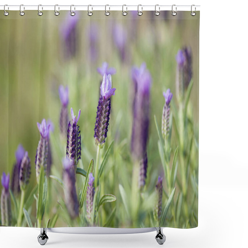 Personality  Flora Of Gran Canaria - Flowering Spanish Lavender Shower Curtains