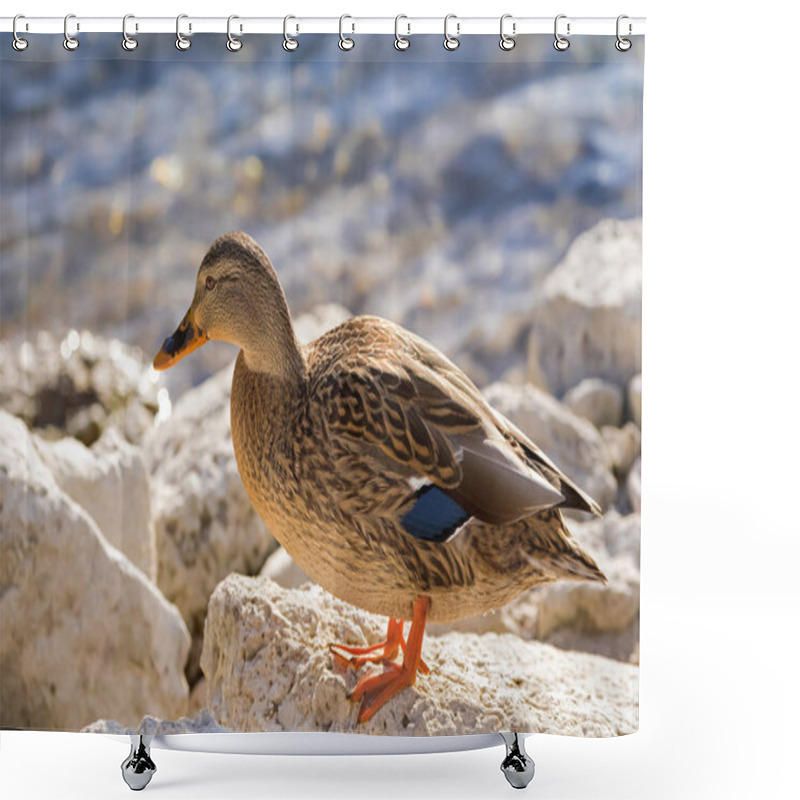 Personality  Female Mallard, Mottled Wild Duck, With Brown Speckled Plumage Shower Curtains