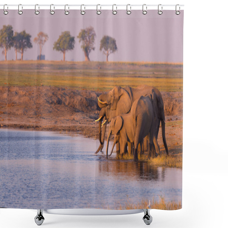 Personality  Group Of African Elephants Drinking Water From Chobe River At Sunset. Wildlife Safari And Boat Cruise In The Chobe National Park, Namibia Botswana Border, Africa. Shower Curtains