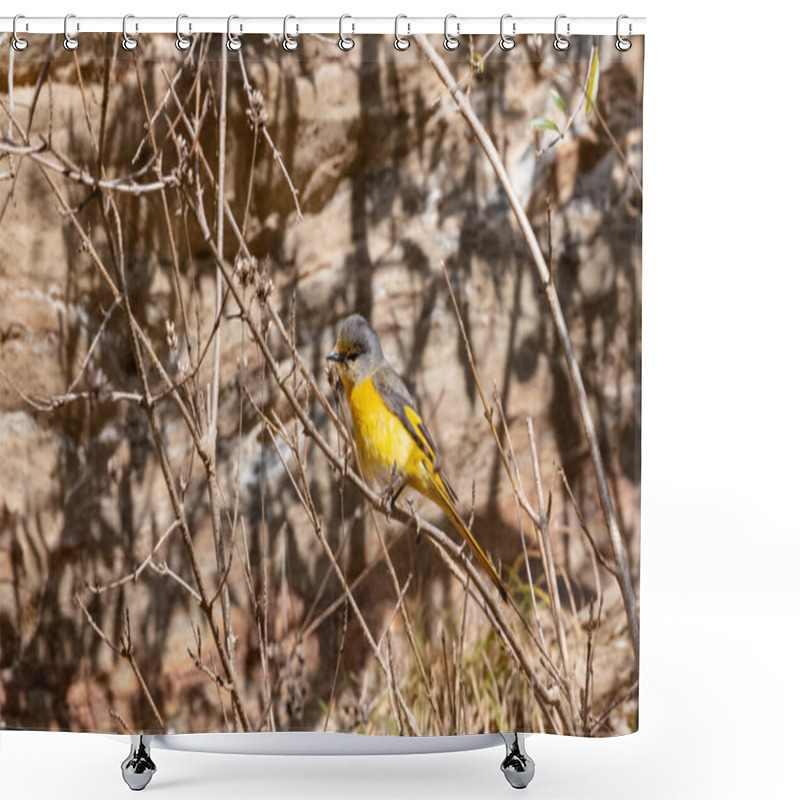 Personality  Small Minivet Bird Sitting On Branch Of Tree Shower Curtains