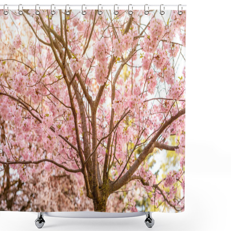 Personality  Beautiful Tender Tree Blossom In Sun Light, Floral Background, Spring Blooming Flowers Shower Curtains