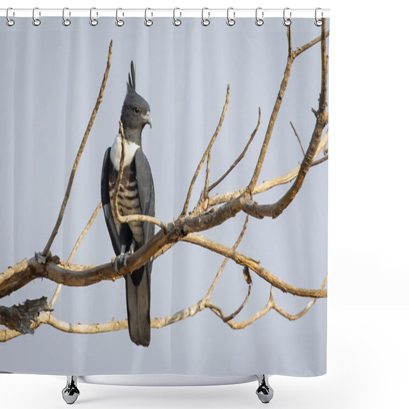 Personality  Image Of Black Baza (Aviceda Leuphotes) Perched On A Branch On Nature Background. Falco. Bird. Animals. Shower Curtains