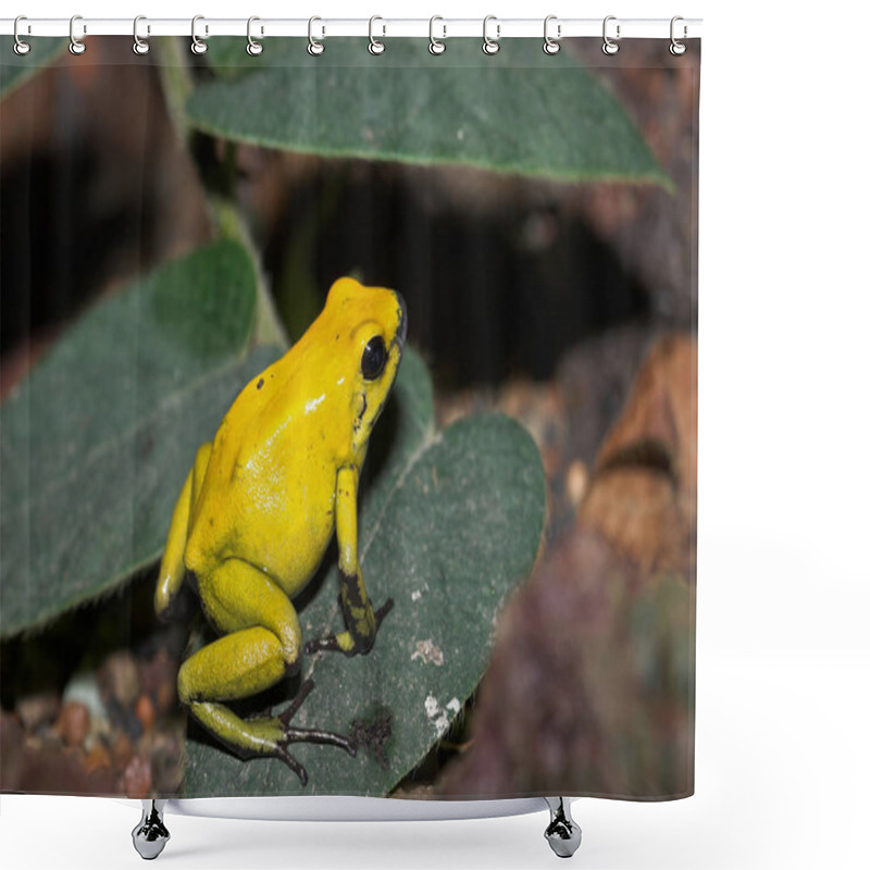 Personality  Frog, Amphibian Animal, Toad Shower Curtains