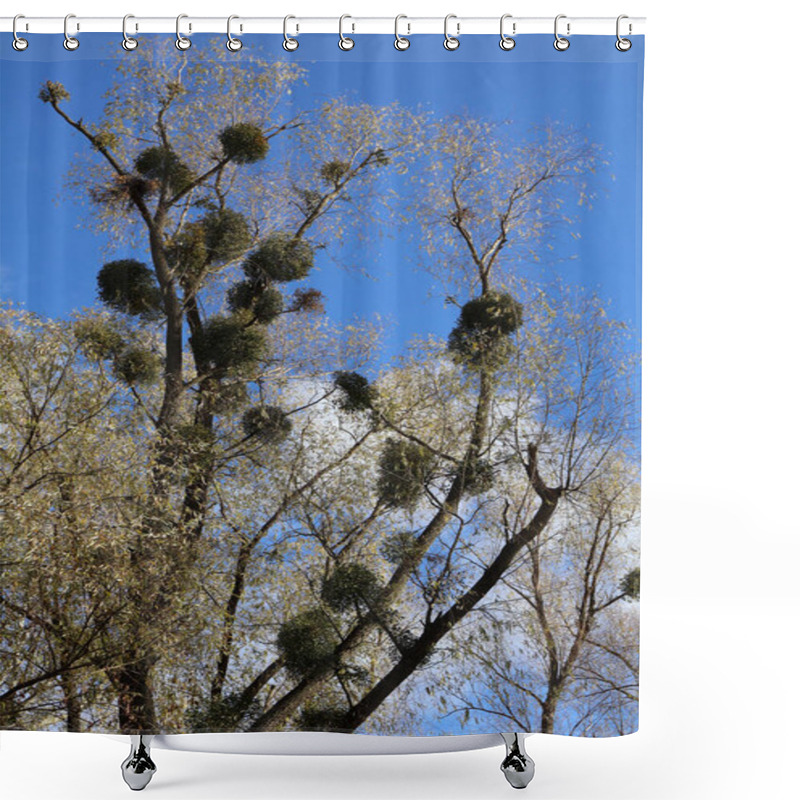 Personality  A Tall Tree Adorned With Lush Green Mistletoe Clusters Set Against A Vibrant Blue Sky, Showcasing Nature's Beauty. Shower Curtains