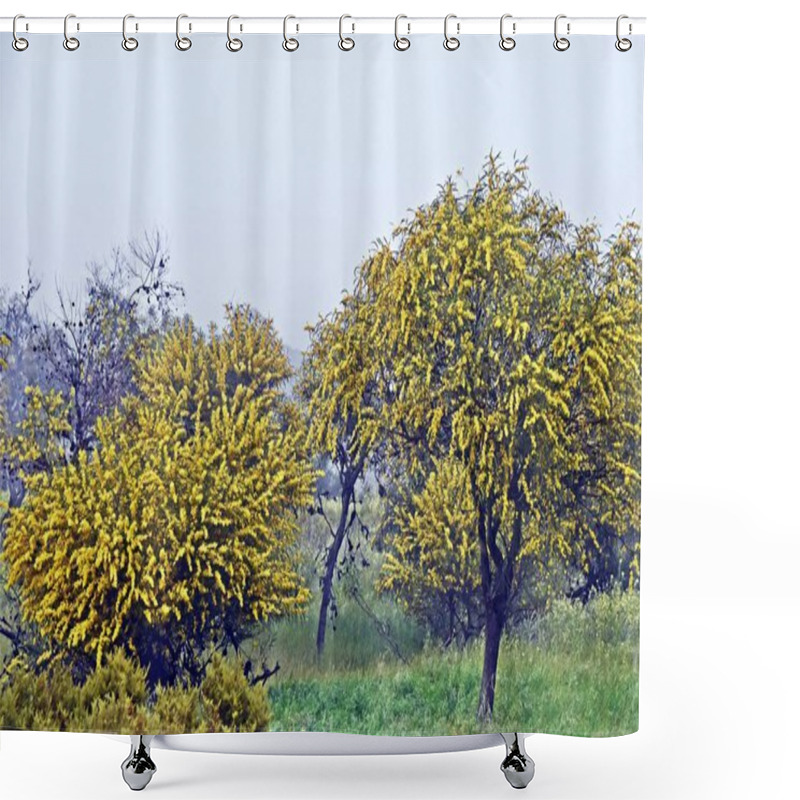 Personality  Close Up Of Yellow Blooming Mimosa Trees Shower Curtains