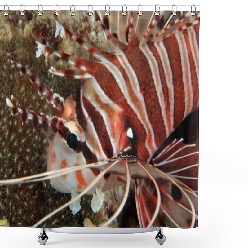 Personality  Spotfin Lionfish Close-up (Pterois Antennata). Anilao, Philippines Shower Curtains