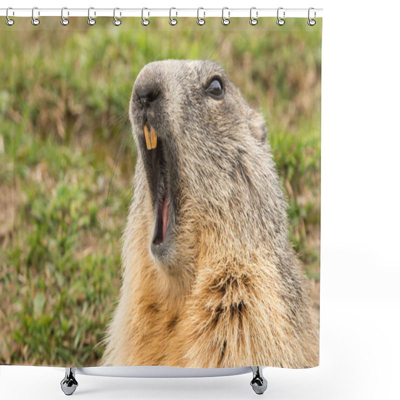 Personality  Ground Hog Marmot Day Portrait Shower Curtains